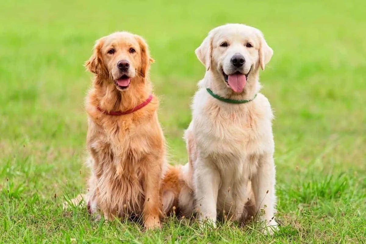 English vs American Golden Retriever: Differences