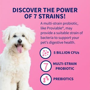 Proviable Probiotics
