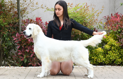 Image for OC Goldens Girls