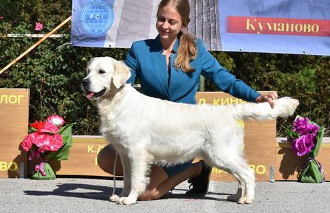 Image for OC Goldens Girls
