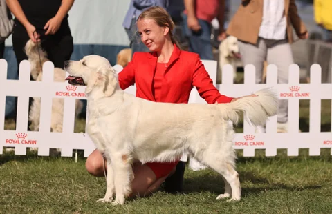 Image for OC Goldens Girls