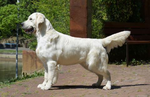Image for OC Goldens Boys